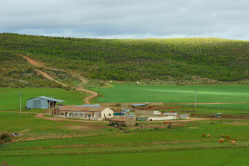 Vacas en amplios campos de cereal de una aldea de ganadería tradicional. © Jonatan Pablos