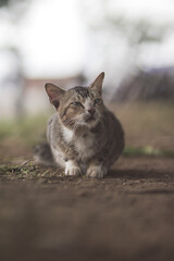 Cute cat laying down on the ground with blurry background