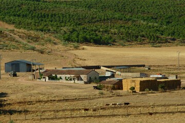 Vacas en amplios campos de cereal de una aldea de ganadería tradicional.