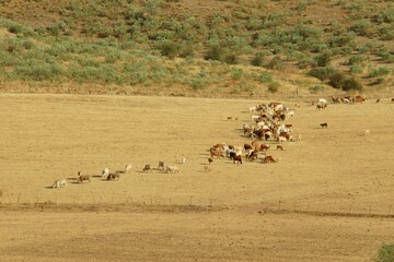 Vacas en amplios campos de cereal de una aldea de ganadería tradicional.