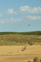 Vacas en amplios campos de cereal de una aldea de ganadería tradicional.