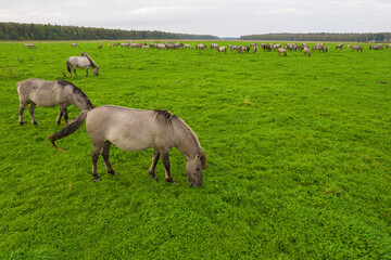 Fototapeta na wymiar Drone flying around various brown, white mustangs and cows running on meadow and graze grass on farmland. Aerial view. Group of animals on pasture. Rural scene. Endangered free families of wild horse