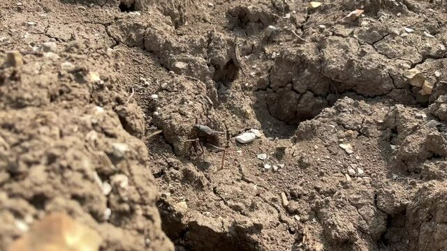 Mormon Crickets Crawling Around the Dirt Up Close