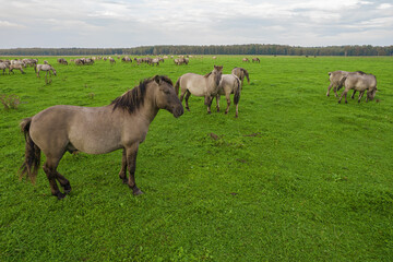 Obraz premium Drone flying around various brown, white mustangs and cows running on meadow and graze grass on farmland. Aerial view. Group of animals on pasture. Rural scene. Endangered free families of wild horse
