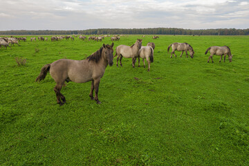 Drone flying around various brown, white mustangs and cows running on meadow and graze grass on farmland. Aerial view. Group of animals on pasture. Rural scene. Endangered free families of wild horse