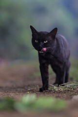 Cute black cat walking in the yard with weird expression and blurry background. Black cat stock photo