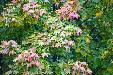 Pink and green colorful maple leaves on tree branches. Autumn color.