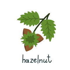Isolated hazelnut illustration