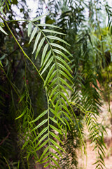 Leaves of Pink Peppercorn plant (Schinus molle).