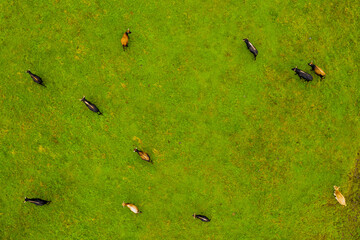 Drone flying over various brown white mustangs and cows running on meadow and graze grass on the...