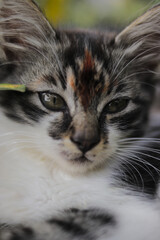 Close-up view of cute kitten look into the camera in the grass with blurry background. Kitten stock photo