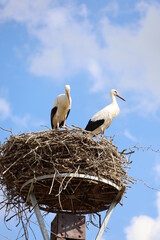 stork in nest