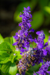 Very nices flowers in a large garden