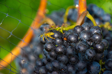 Bunch of Pinot grapes from a vineyard in the Niagara Valley, Canada