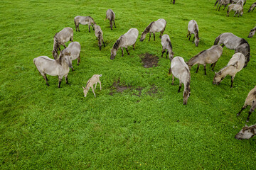 Fototapeta premium Drone flying over various brown white mustangs and cows running on meadow and graze grass on the farmland. Aerial view. Group of animals on pasture. Rural scene. Endangered free families of wild horse