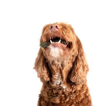 Isolated dog chewing dental treat with head pointed upwards to a smile. Labradoodle dog with mouth open and white teeth and fangs visible. Concept for dental health treats for dogs. Selective focus.