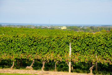 Fototapeta na wymiar Vineyards of a winery in Niagara valley, Ontario, Canada