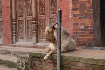 Goat lying on a street brick-made threshold.
