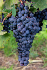 Bunch of Pinot grapes from a vineyard in the Niagara Valley, Canada