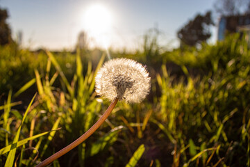 A white dandelion in the foreground with the sun and the grass out of focus in the background 