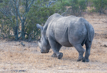 Fototapeta premium rhino in the wild