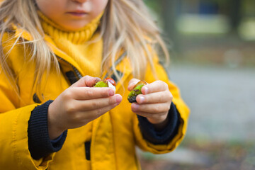 A little girl in the autumn in a yellow park jacket opens and takes chestnuts from skorlupa