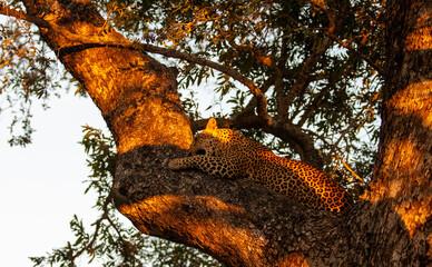 Leopard cub in a tree
