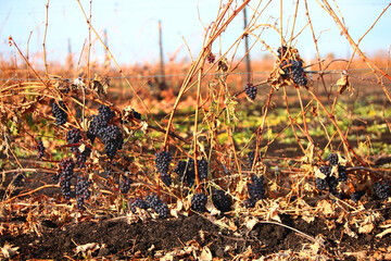Vineyard in the fall. Remaining bunches after harvest. Grape harvest.Agricultural work.