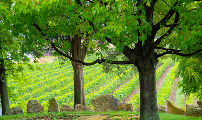 Vineyards of a winery in Niagara valley, Ontario, Canada