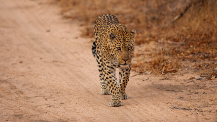Leopard walking down a path in South Africa