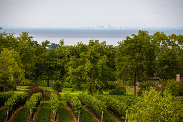 Vineyards of a winery in Niagara valley, Ontario, Canada