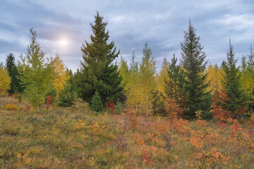 Autumn landscape young trees in autumn coloring on a cloudy day.