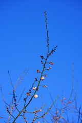 Pink flower blooms of the Japanese ume apricot tree, prunus mume