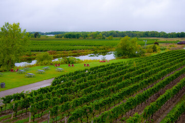 Fototapeta na wymiar Vineyards of a winery in Niagara valley, Ontario, Canada