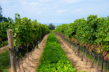 Fototapeta na wymiar Vineyards of a winery in Niagara valley, Ontario, Canada