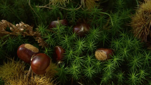 CLOSE UP: Shiny chestnuts are lying in the vibrant moss. Chestnuts lie scattered around the lush green woodland ground in fall. Spiky chestnut shells and ripe kernels lie on the mossy forest floor.