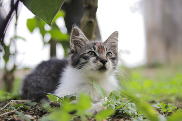Naklejka na ściany i meble Cute kitten playing in the yard. Kitten stock photo