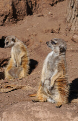 View of a two meerkat (suricate Suricata suricatta) standing up