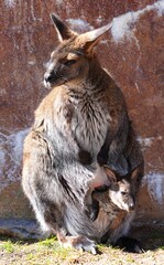 View of a furry Australian wallaby mother with a baby joey in her pouch