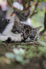 Cute kitten sleeping in the yard. Kitten stock photo