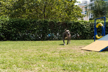 Naklejka na ściany i meble Pit bull dog playing in the park. Dog place with toys like a ramp, tire and obstacles for him to exercise.