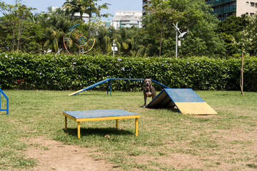 Pit bull dog playing in the park. Dog place with toys like a ramp, tire and obstacles for him to...