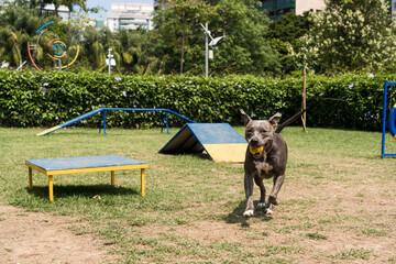 Pit bull dog playing in the park. Dog place with toys like a ramp, tire and obstacles for him to...