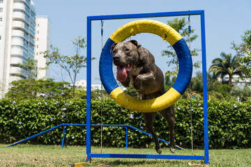 Pit bull dog jumping the tire while practicing agility and playing in the dog park. Dog place with...