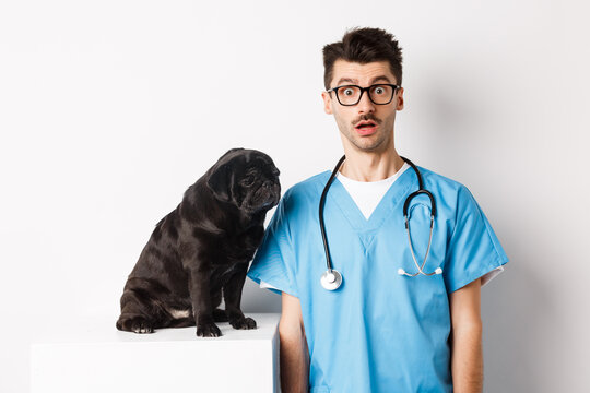 Handsome Doctor Veterinarian Staring At Camera Surprised, Small Black Dog Pug Sitting And Waiting For Examination In Vet Clinic, White Background