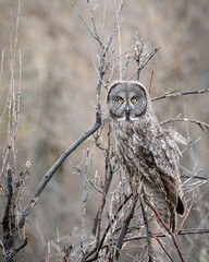 Great Gray Owl, Idaho