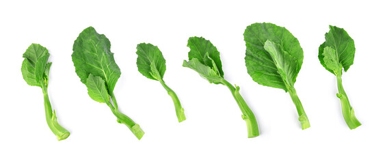 Chinese kale or Kailan or Hong Kong kale isolated on white background. Top view - obrazy, fototapety, plakaty