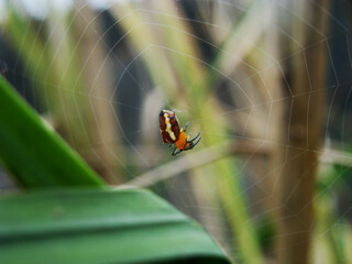 spider weaving their spiderweb in nature 