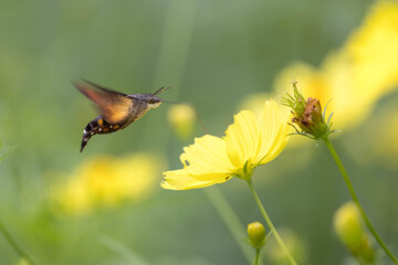 黄色いコスモスの蜜を吸うホウジャク
