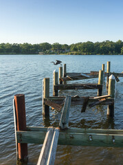 After the Storm Demolished Boat Dock with Heron - 459577675